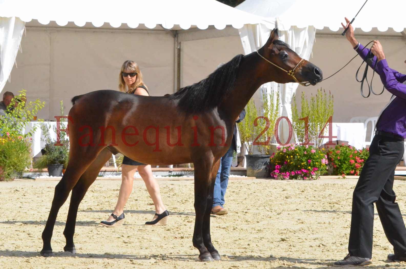 Championnat de FRANCE 2014 - Amateurs - SH FARAJAA - 39