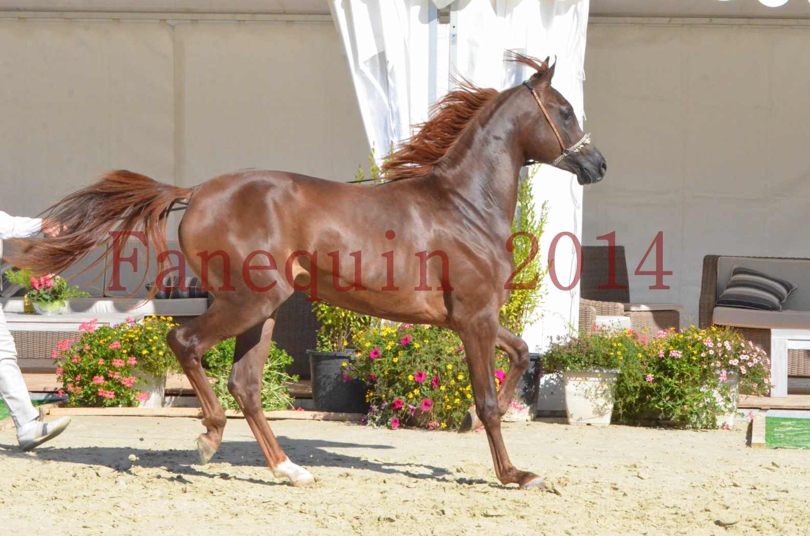 Championnat de FRANCE 2014 - Amateurs - LAMAL - 61