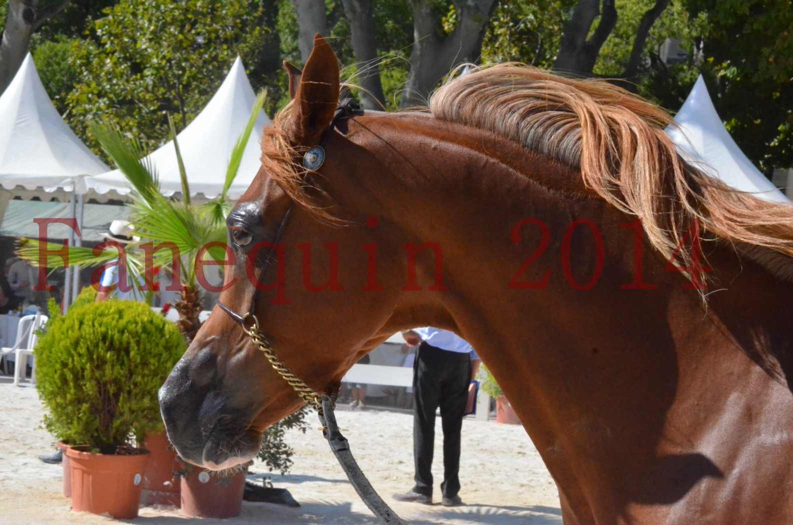 Concours National de Nîmes de chevaux ARABES 2014 - Championnat - MASSAI DE BARREL - 37