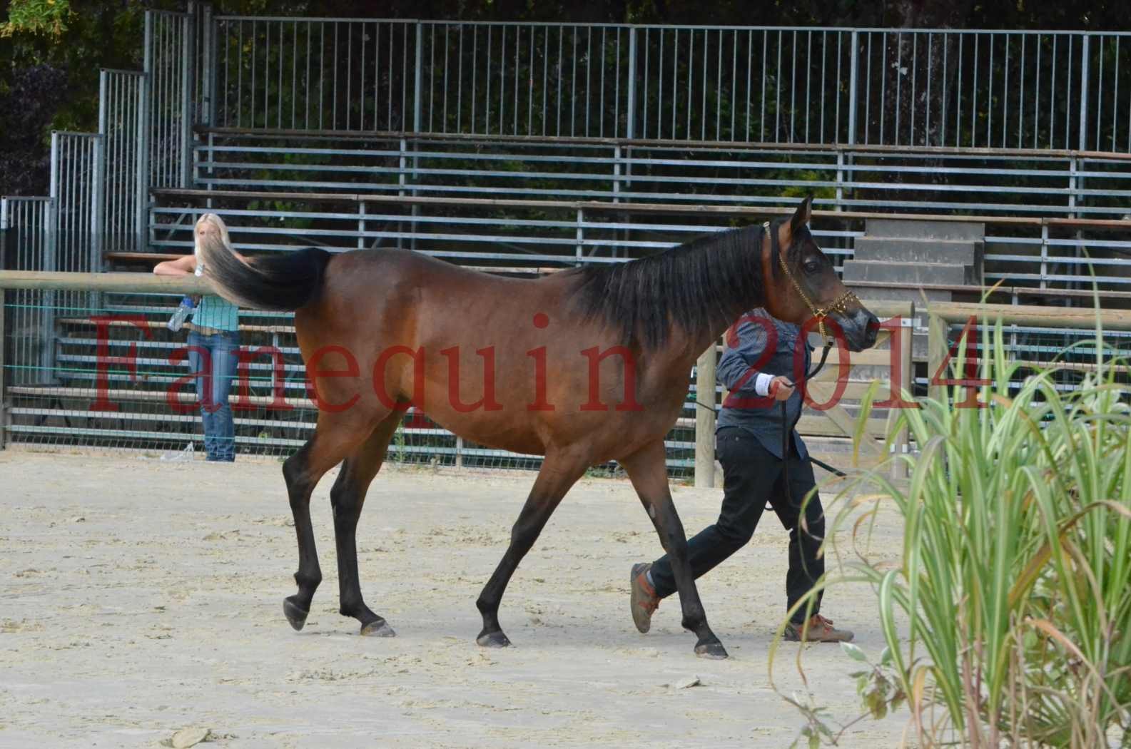 Championnat de FRANCE 2014 - Amateurs - KAL'ELLE D'ELHORIA - 32