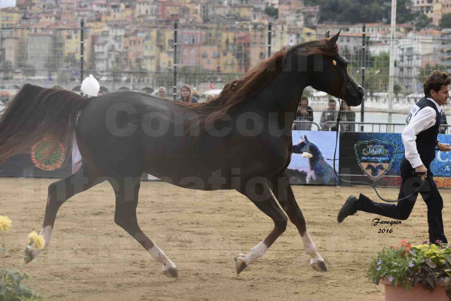 Championnat du pur-sang arabe de la Méditerranée et des pays arabes - MENTON 2016 - IM BAYARD CATHARE -  Notre Sélection - 12