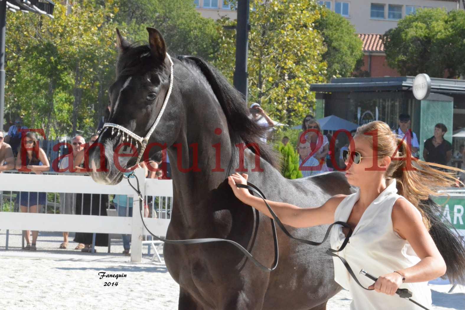 Concours National de Nîmes de chevaux ARABES 2014 - Notre Sélection - Portraits - BALTYK DE CHAUMONT - 1