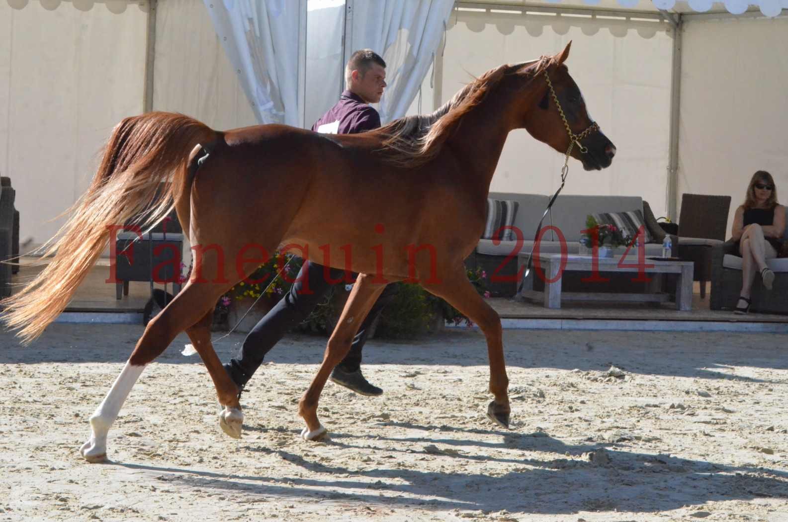 Championnat de FRANCE 2014 - Amateurs - SELECTO IBN SAMAWI - 028