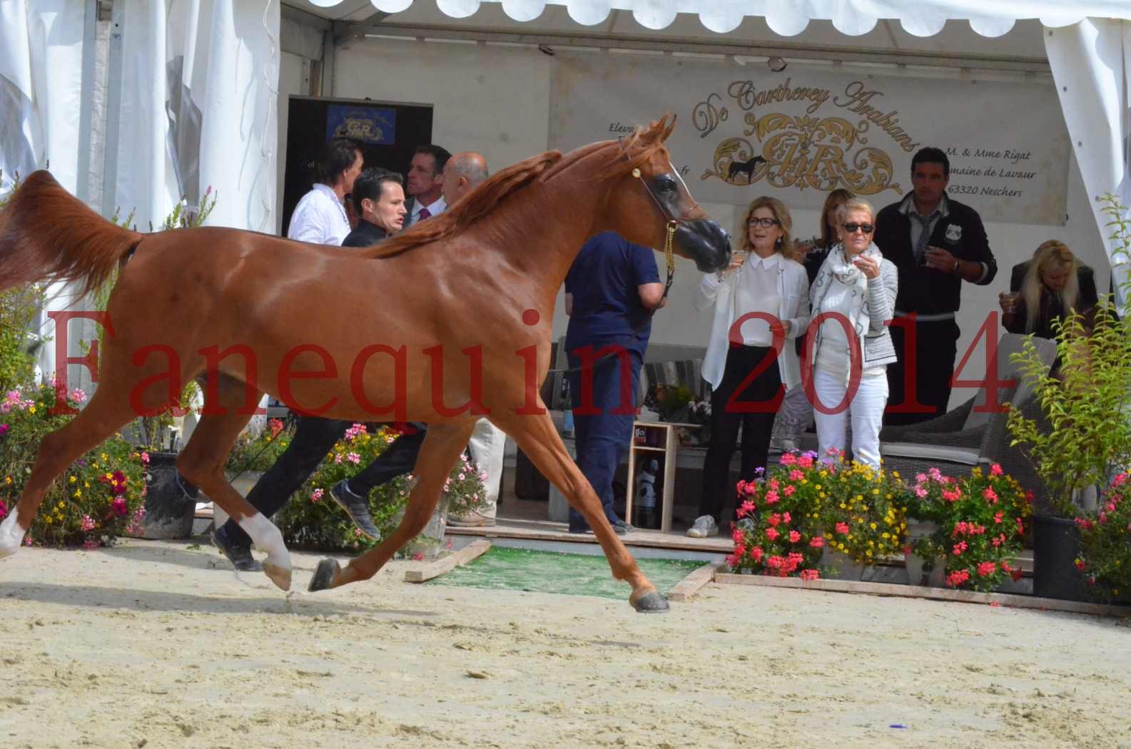 ﻿CHAMPIONNAT DE FRANCE 2014 A POMPADOUR - Championnat - KINSHASA JA - 43