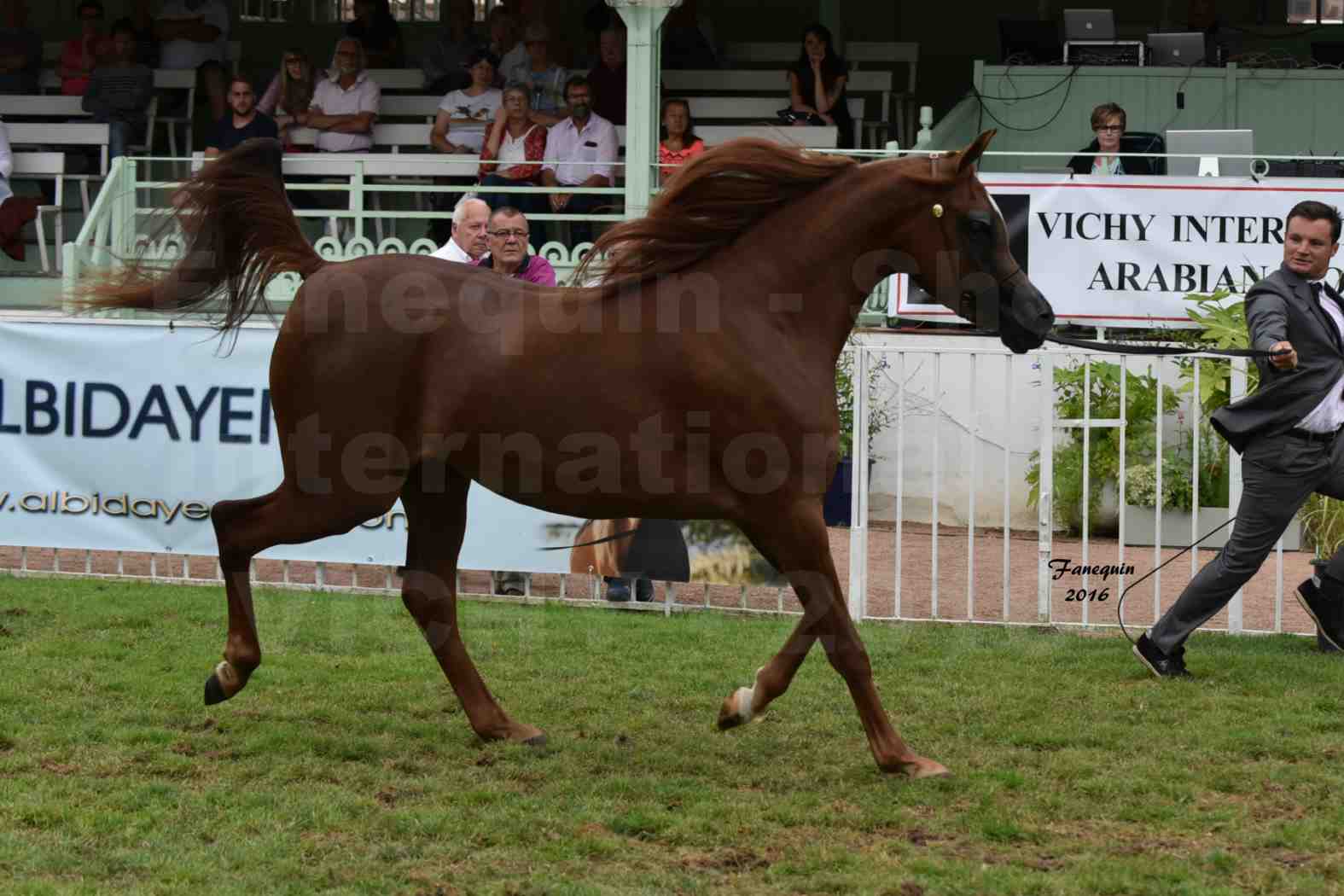 International Arabian Horse Show B de VICHY 2016 - PEARL DE DJOON - Notre Sélection - 08