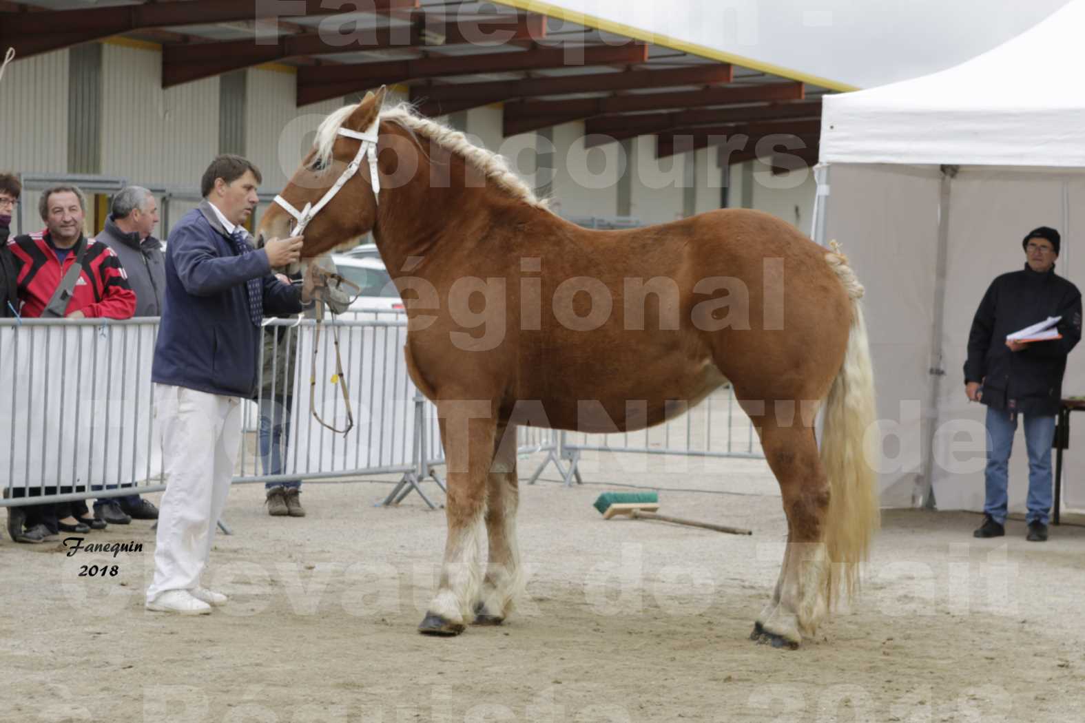 Concours Régional "OCCITANIE" de Chevaux de Traits à REQUISTA en 2018 - GALA D'AL DUC - 1