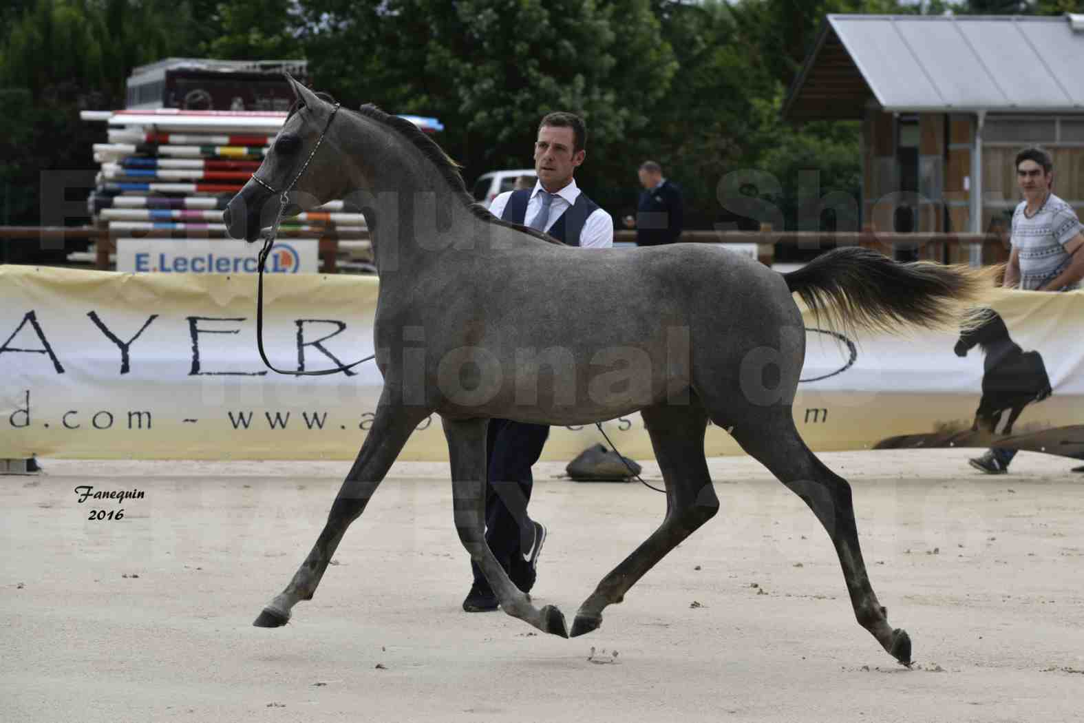 Show national de chevaux arabes de CHAZEY sur AIN 2016 - NM HACINA - Notre Sélection - 03