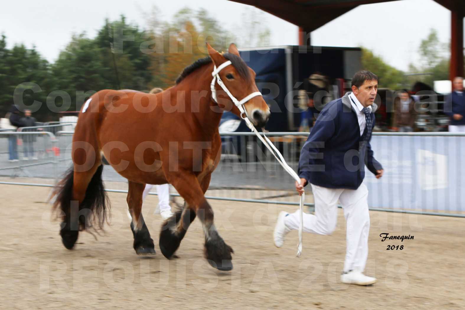 Concours Régional OCCITANIE de chevaux de traits à REQUISTA - COMETE DE GRILLOLES - 2