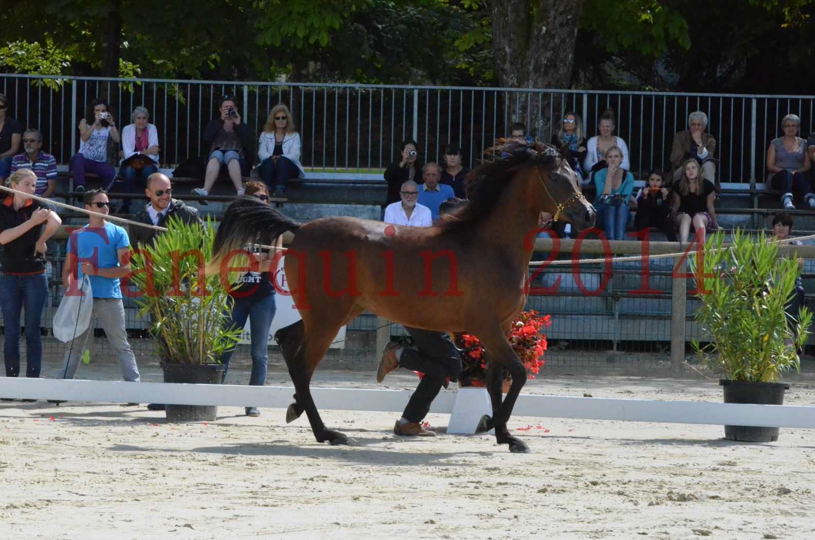 Championnat de FRANCE 2014 - Amateurs - KAL'ELLE D'ELHORIA - 39