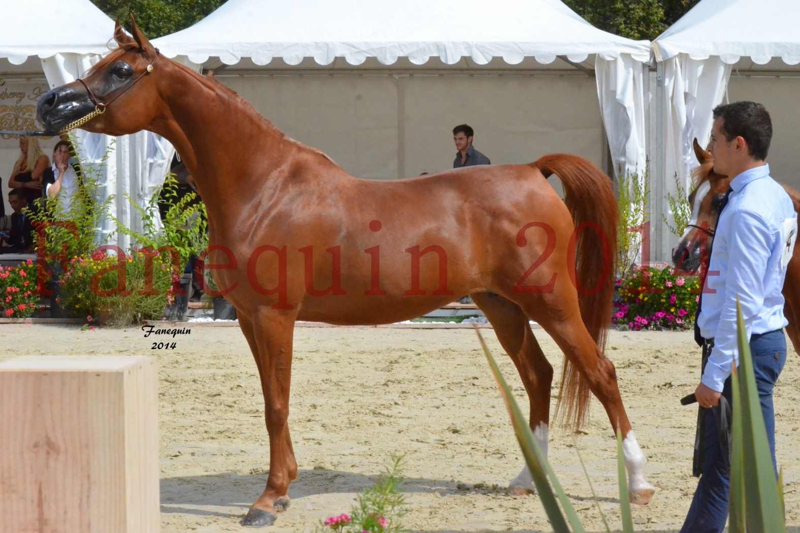 ﻿CHAMPIONNAT DE FRANCE 2014 A POMPADOUR - Notre Sélection - KINSHASA JA - 31