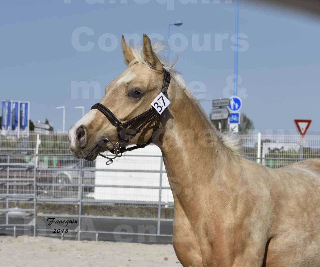 Concours d'élevage de Chevaux Arabes - D. S. A. - A. A. - ALBI les 6 & 7 Avril 2018 - GOLD DE DARRE - Notre Sélection - Portraits - 3