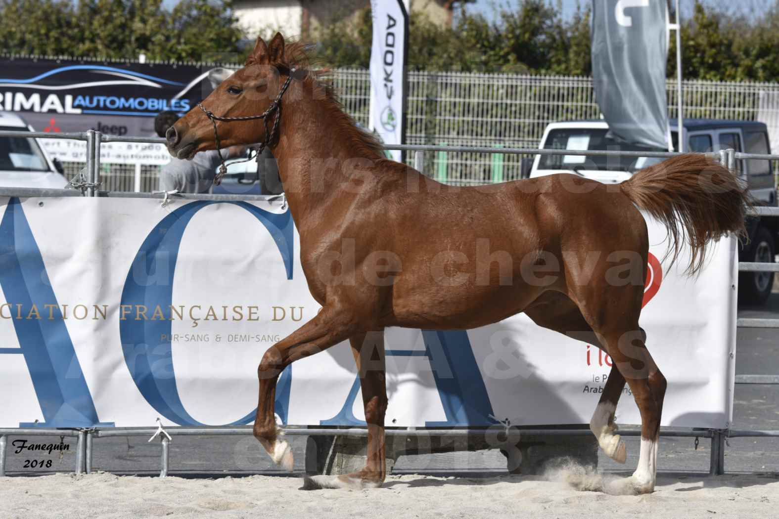 Concours d'élevage de Chevaux Arabes - D. S. A. - A. A. - ALBI les 6 & 7 Avril 2018 - GRIOU DU GRIOU - Notre Sélection - 7