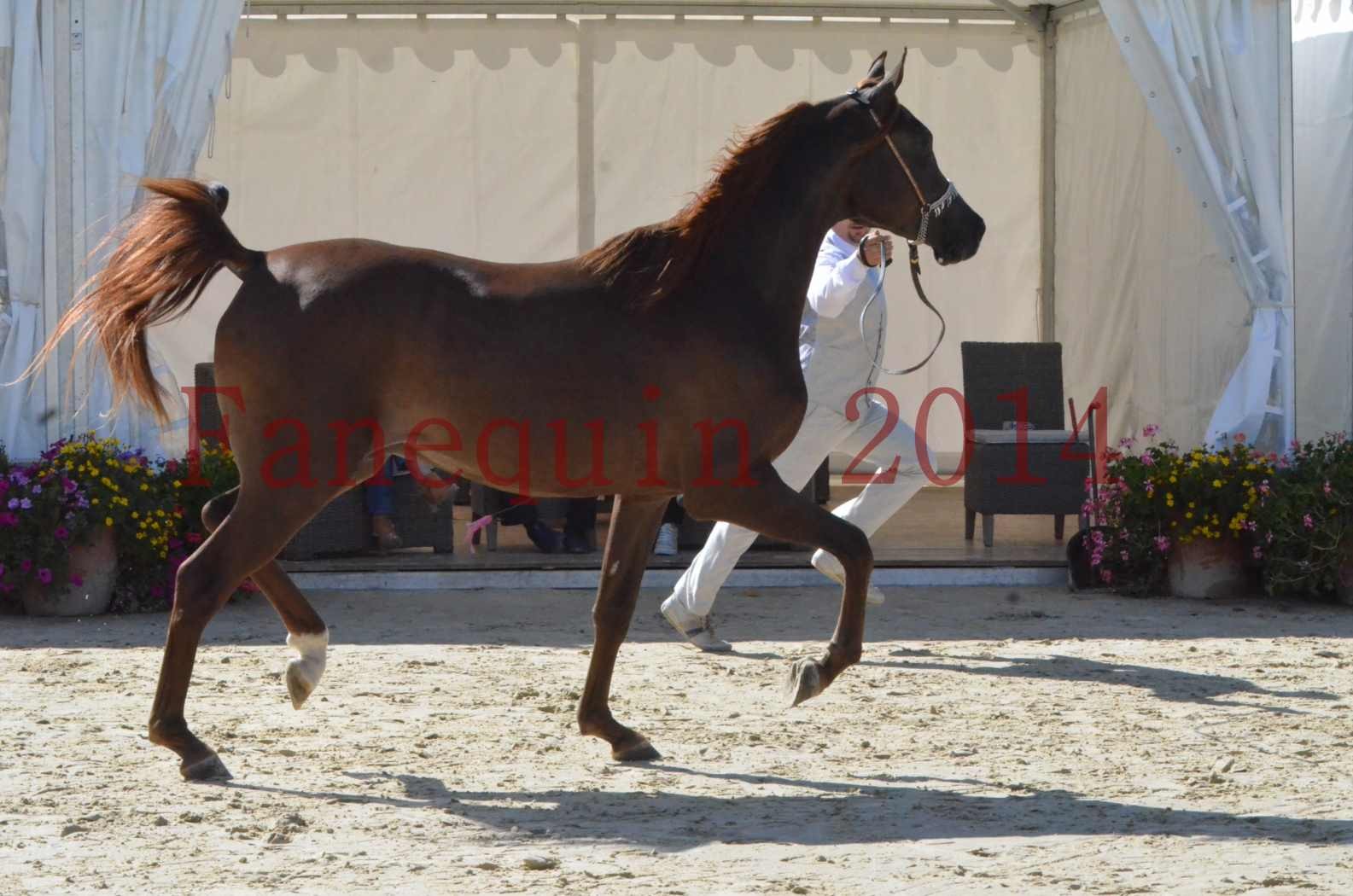 Championnat de FRANCE 2014 - Amateurs - LAMAL - 18