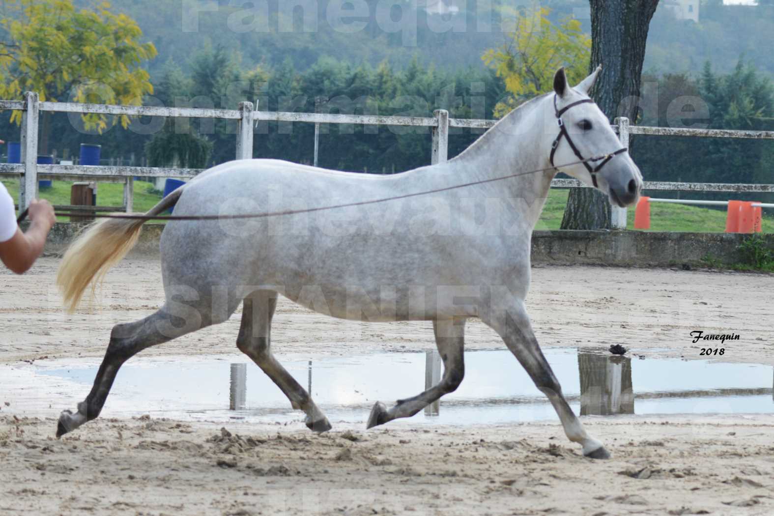 Confirmation de chevaux LUSITANIENS aux Haras d'UZES Novembre 2018 - DANAÏDE DU MOLE - 1