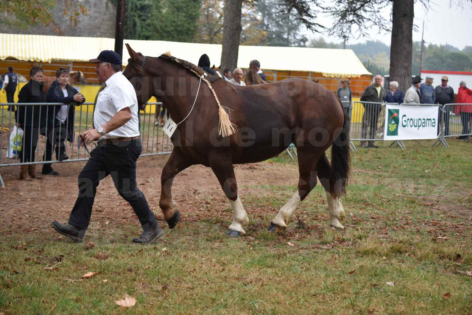 Concours Régional de chevaux de traits en 2017 - Trait BRETON - FRIVOLE DU JAUDY - 25