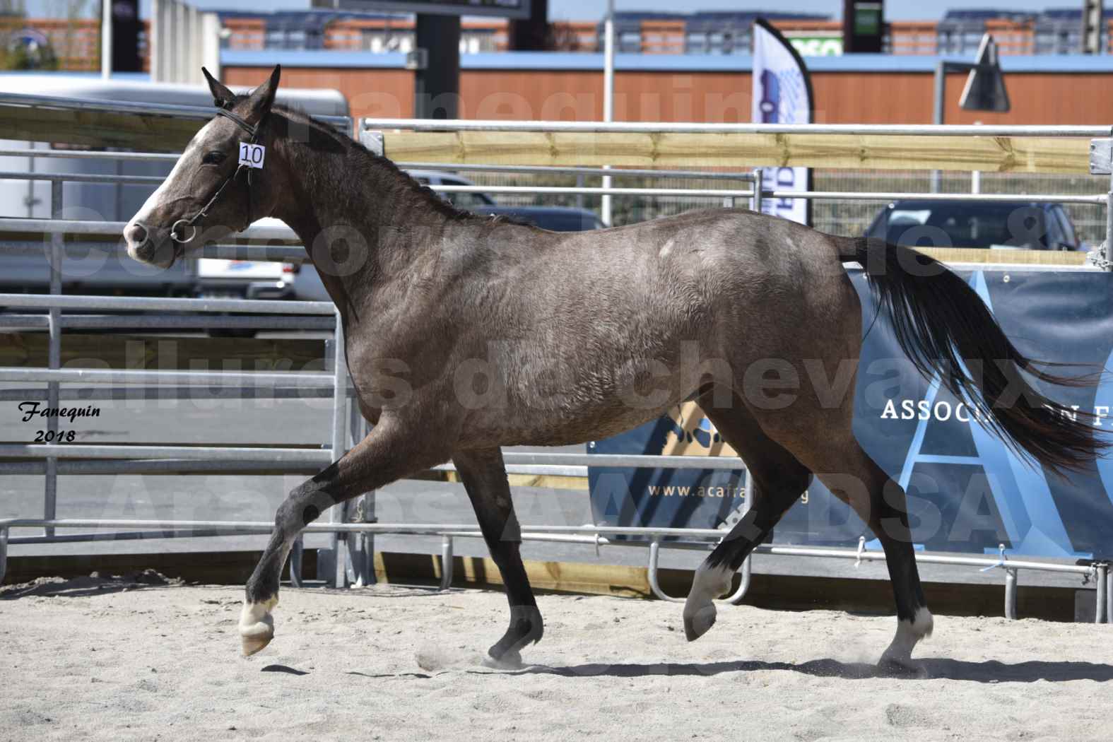 Concours d'élevage de Chevaux Arabes - D. S. A. - A. A. - ALBI les 6 & 7 Avril 2018 - GOLD OF MARTRETTES - Notre Sélection - 5