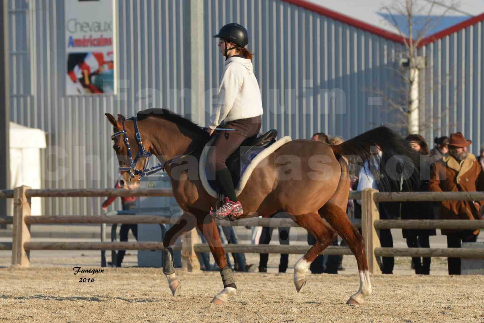 Cheval Passion 2016 - Présentation extérieure de chevaux Arabes montés - 04