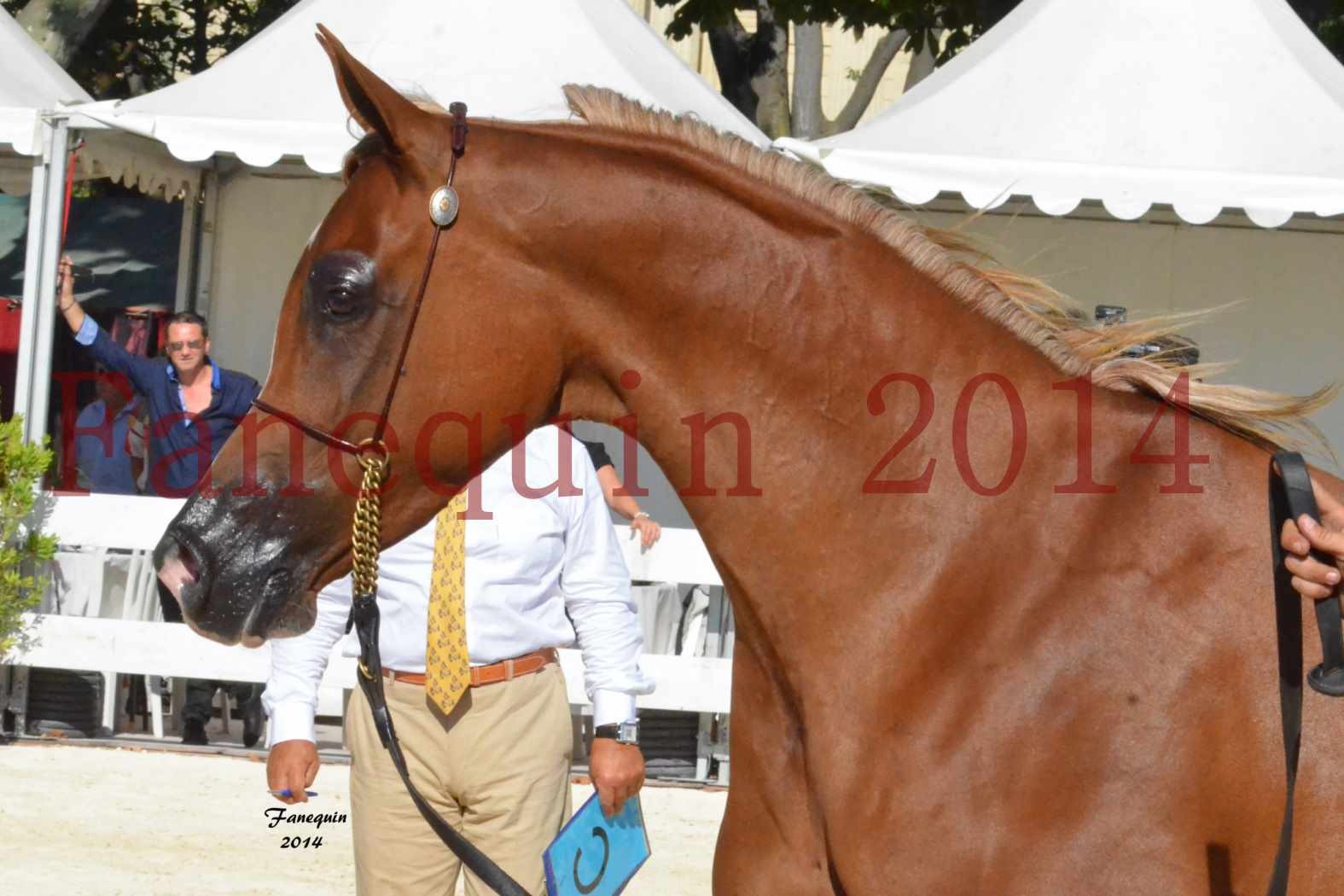 Concours National de Nîmes de chevaux ARABES 2014 - Notre Sélection - Portraits - MASSAI DE BARREL - 3