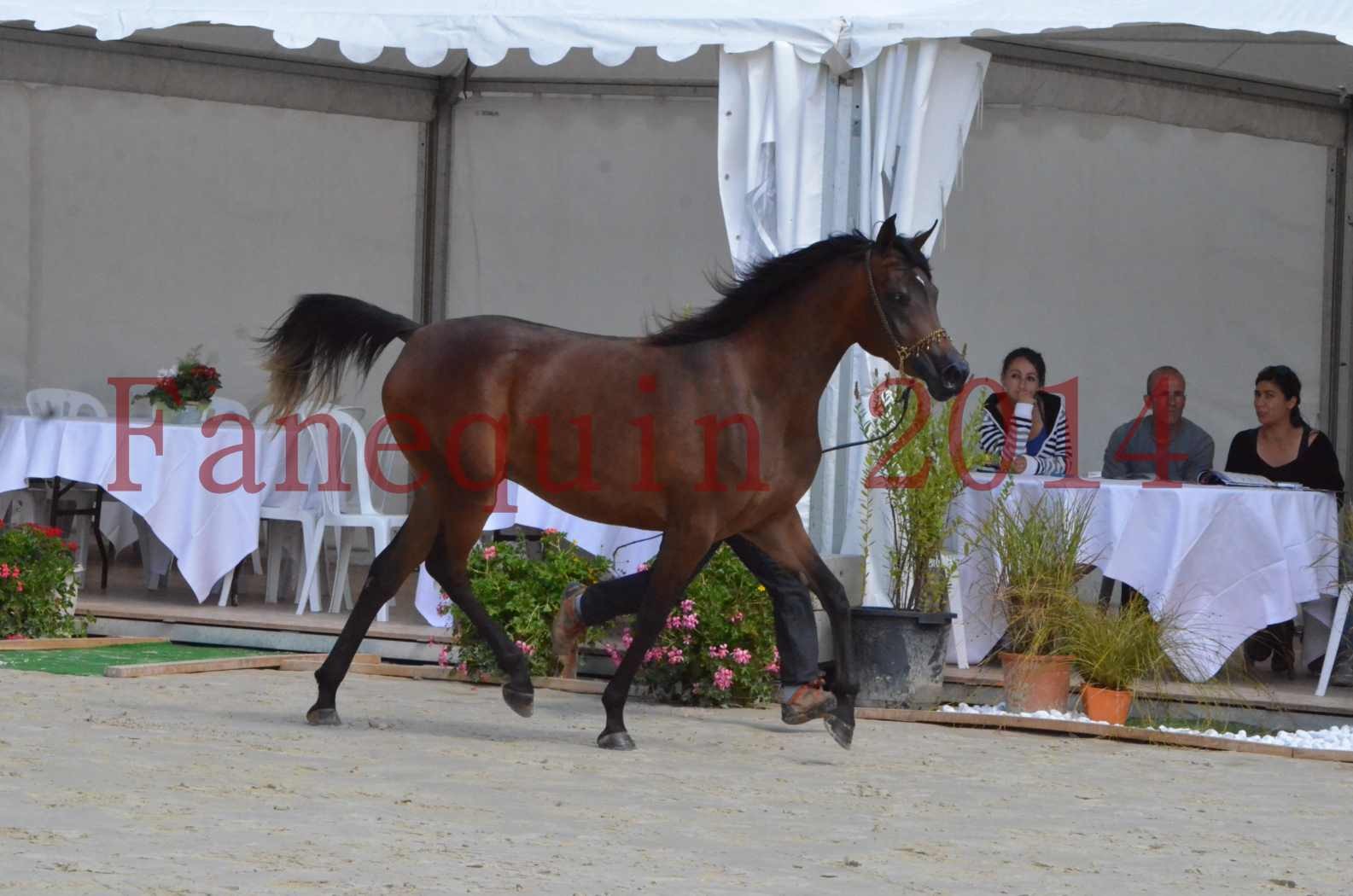 Championnat de FRANCE 2014 - Amateurs - KAL'ELLE D'ELHORIA - 20