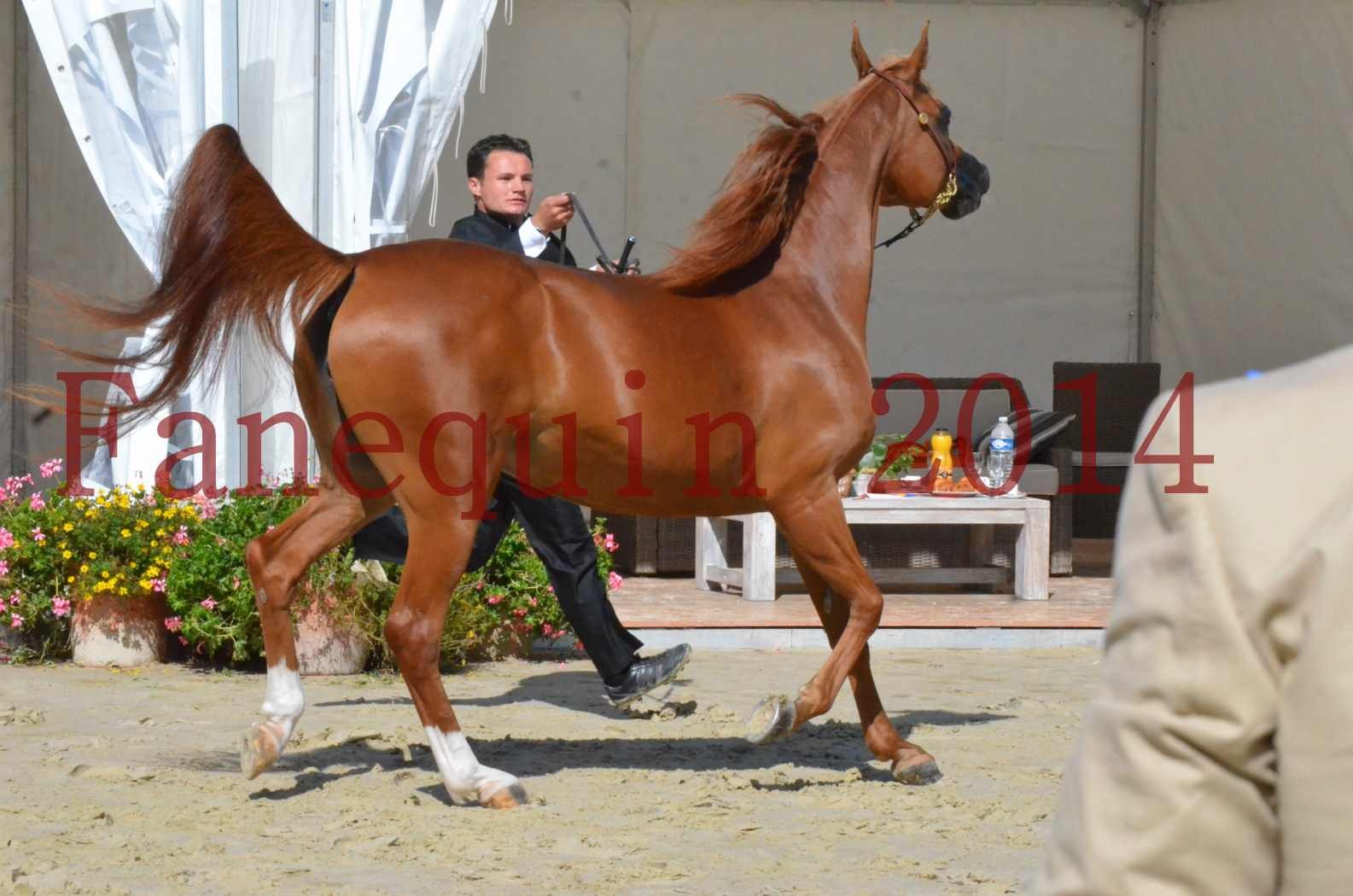 ﻿CHAMPIONNAT DE FRANCE 2014 A POMPADOUR - Sélection - KINSHASA JA - 08