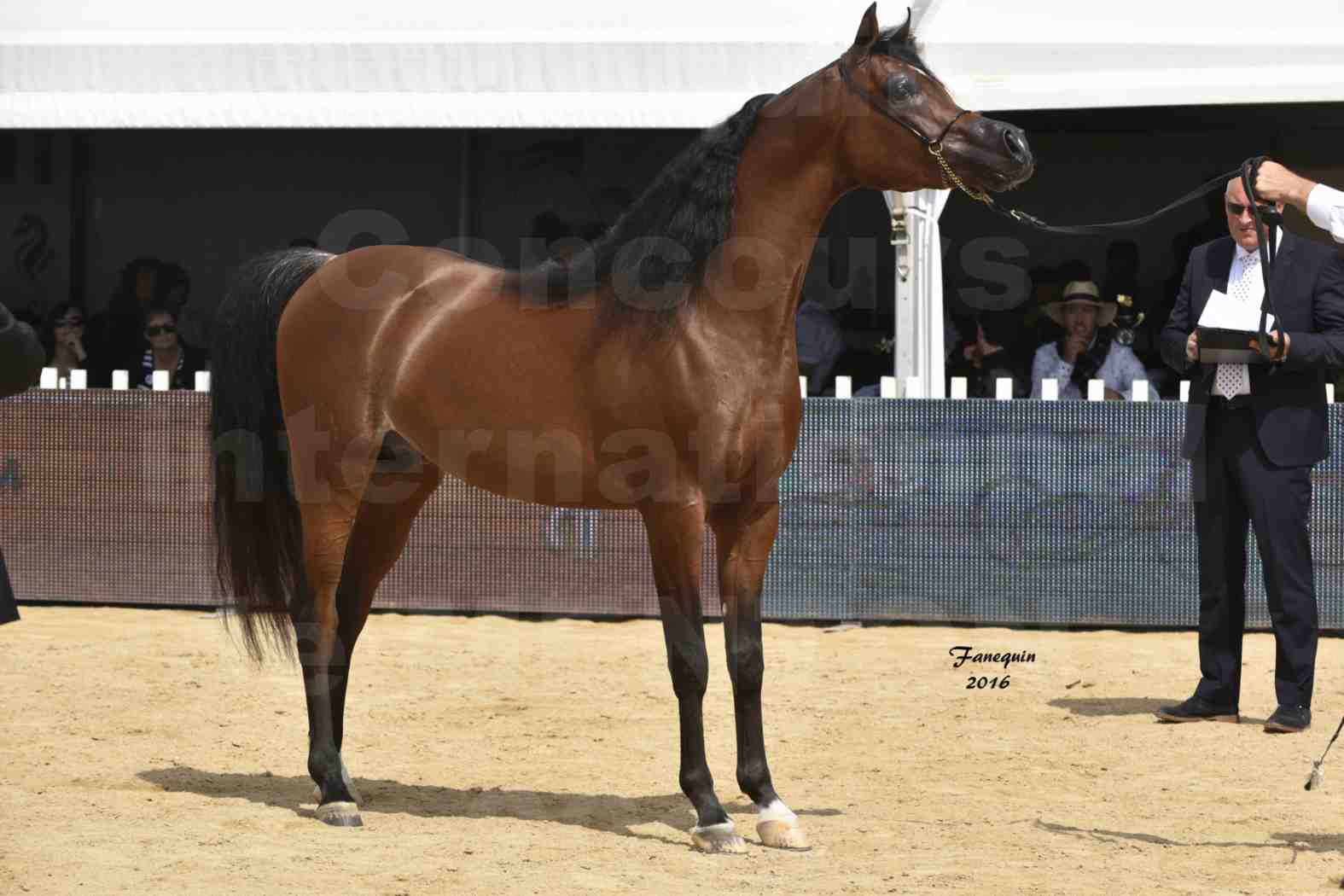 Championnat du pur-sang arabe de la Méditerranée et des pays arabes - MENTON 2016 - GALLARDO J - Notre Sélection - 5