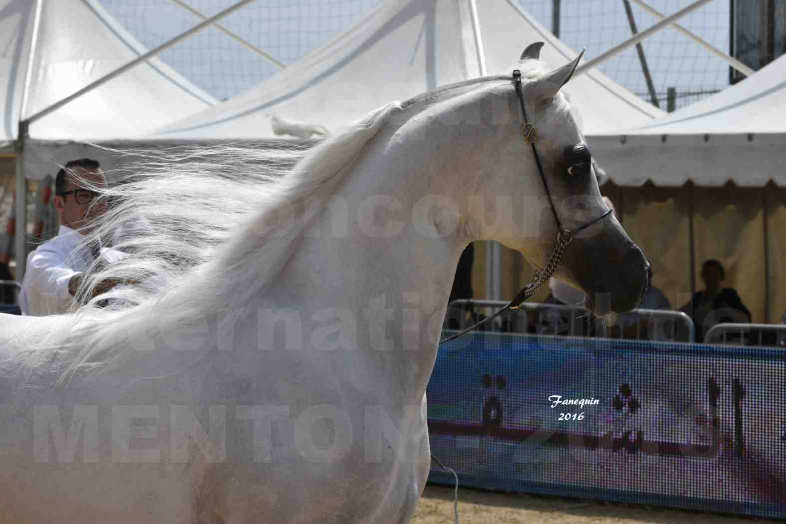 Show International de chevaux ARABES de MENTON 2016 - AJA ANGELO - Notre Sélection - Portraits - 07