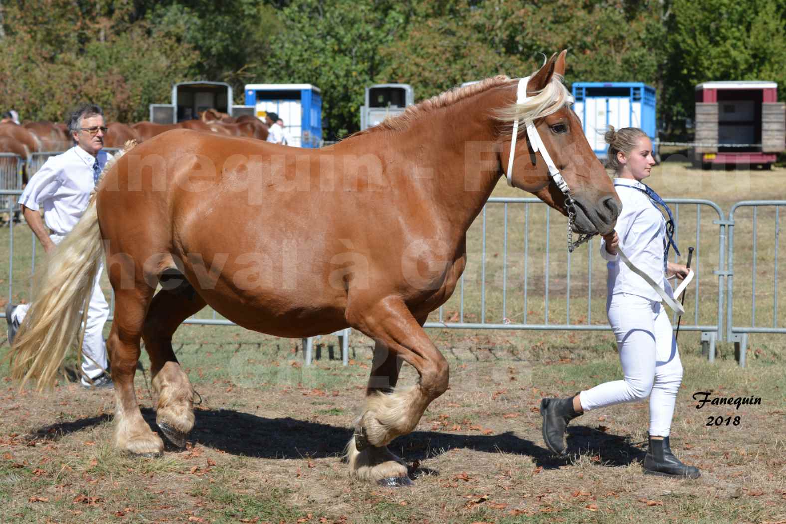 Fête du cheval à GRAULHET le 16 septembre 2018 - Concours Départemental de chevaux de traits - 40