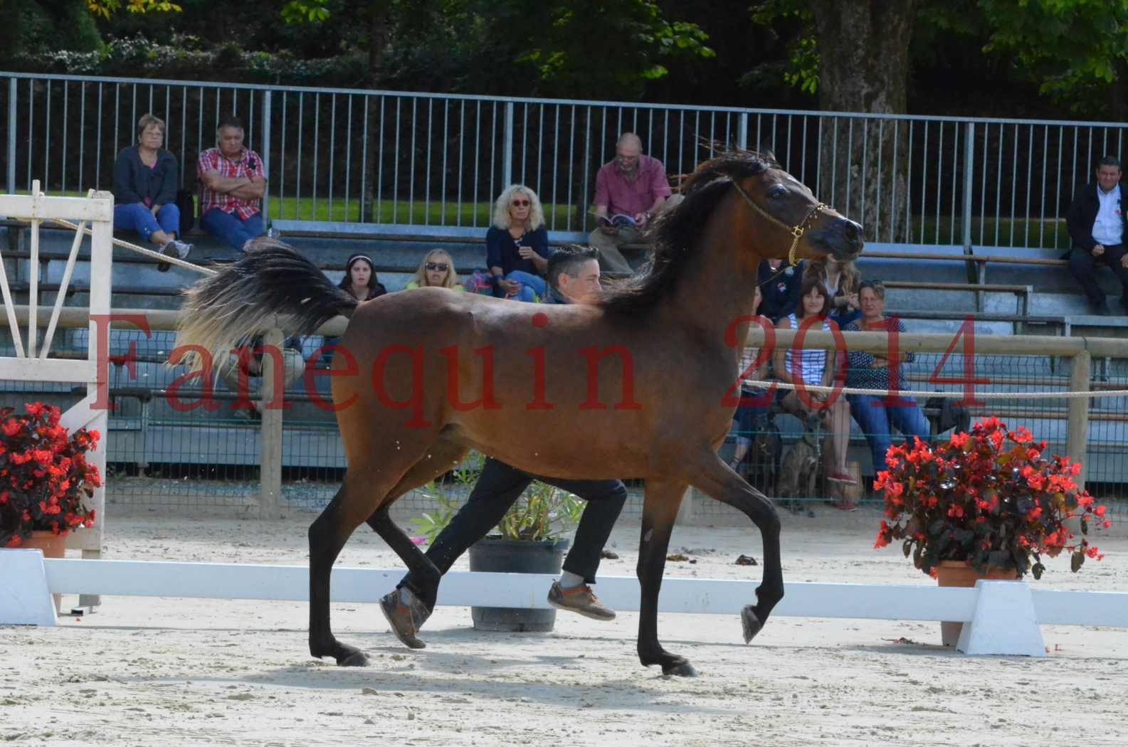 Championnat de FRANCE 2014 - Amateurs - KAL'ELLE D'ELHORIA - 45