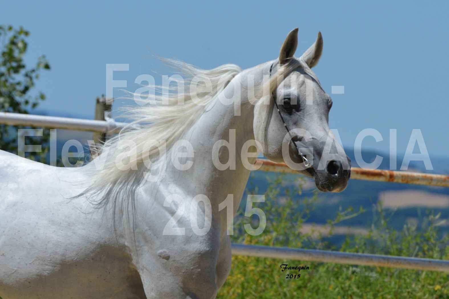 Chevaux de Mr SAVENIER juin 2015 domaine de GACIA - Étalon CHAHID - Portraits - 7