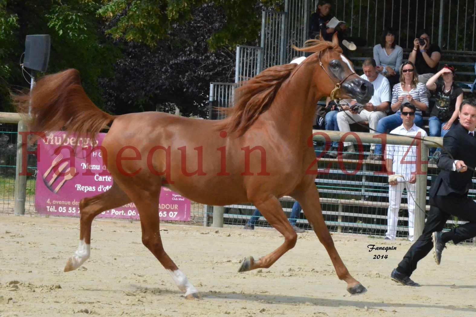 ﻿CHAMPIONNAT DE FRANCE 2014 A POMPADOUR - Notre Sélection - KINSHASA JA - 21