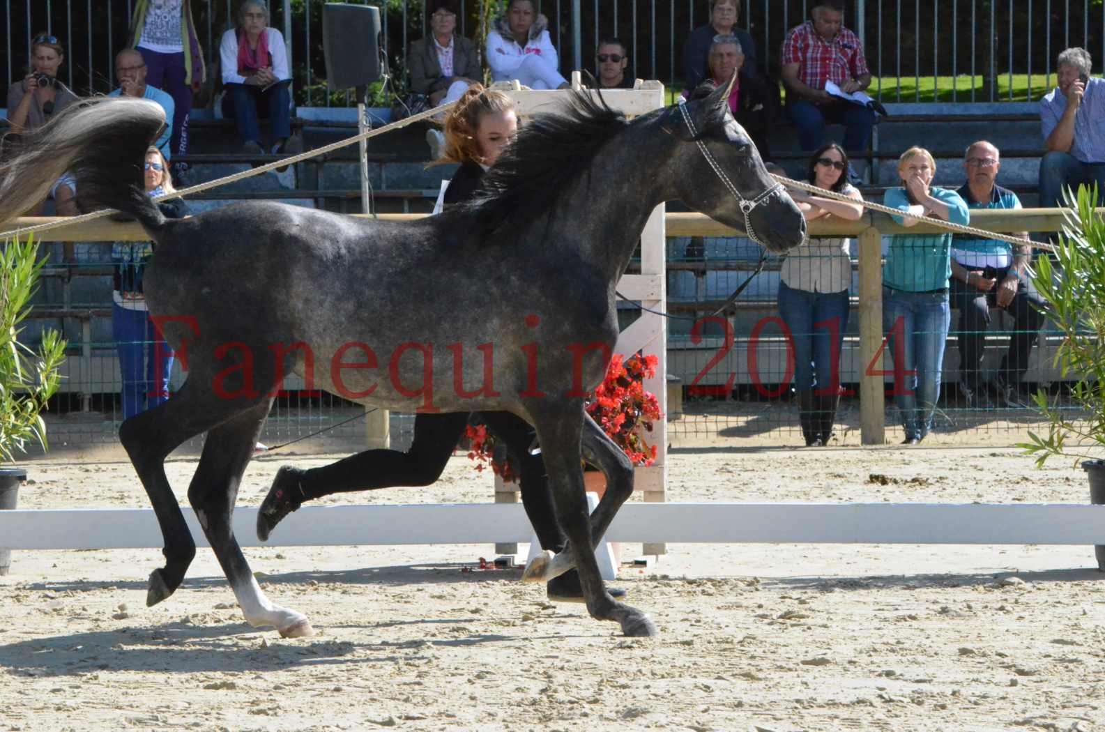 Championnat de FRANCE 2014 - Amateurs - CHTI KAID D'AUBIN - 09