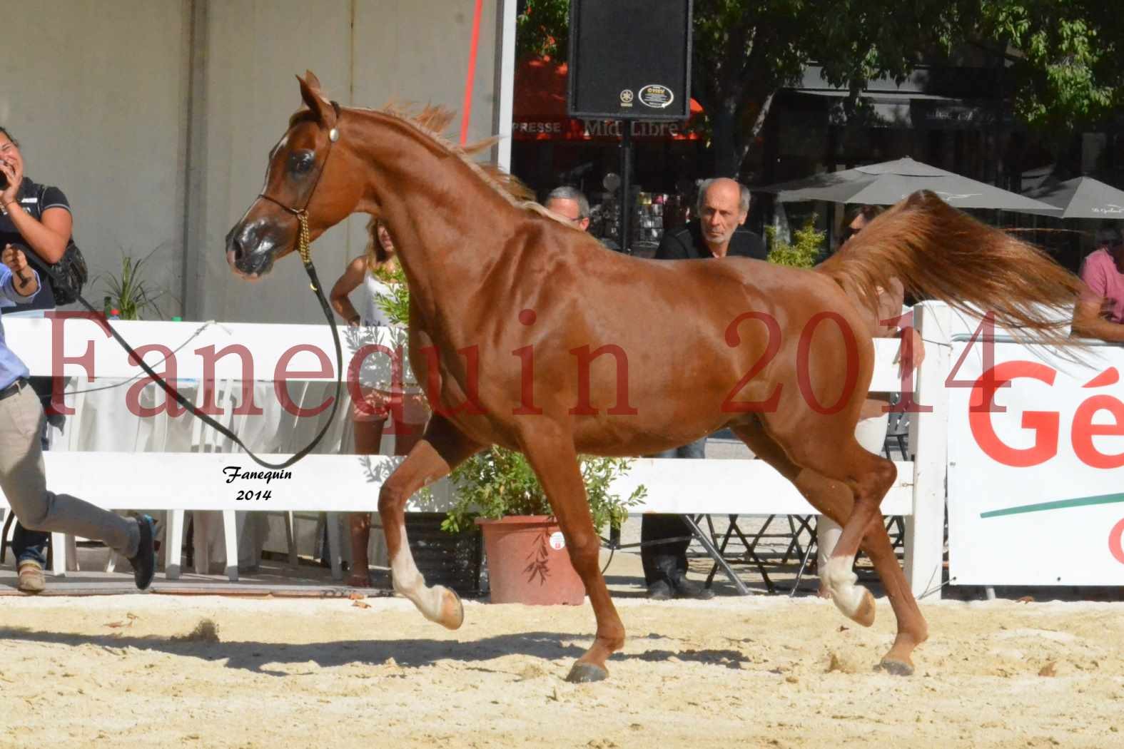 Concours National de Nîmes de chevaux ARABES 2014 - Notre Sélection - MASSAI DE BARREL - 12