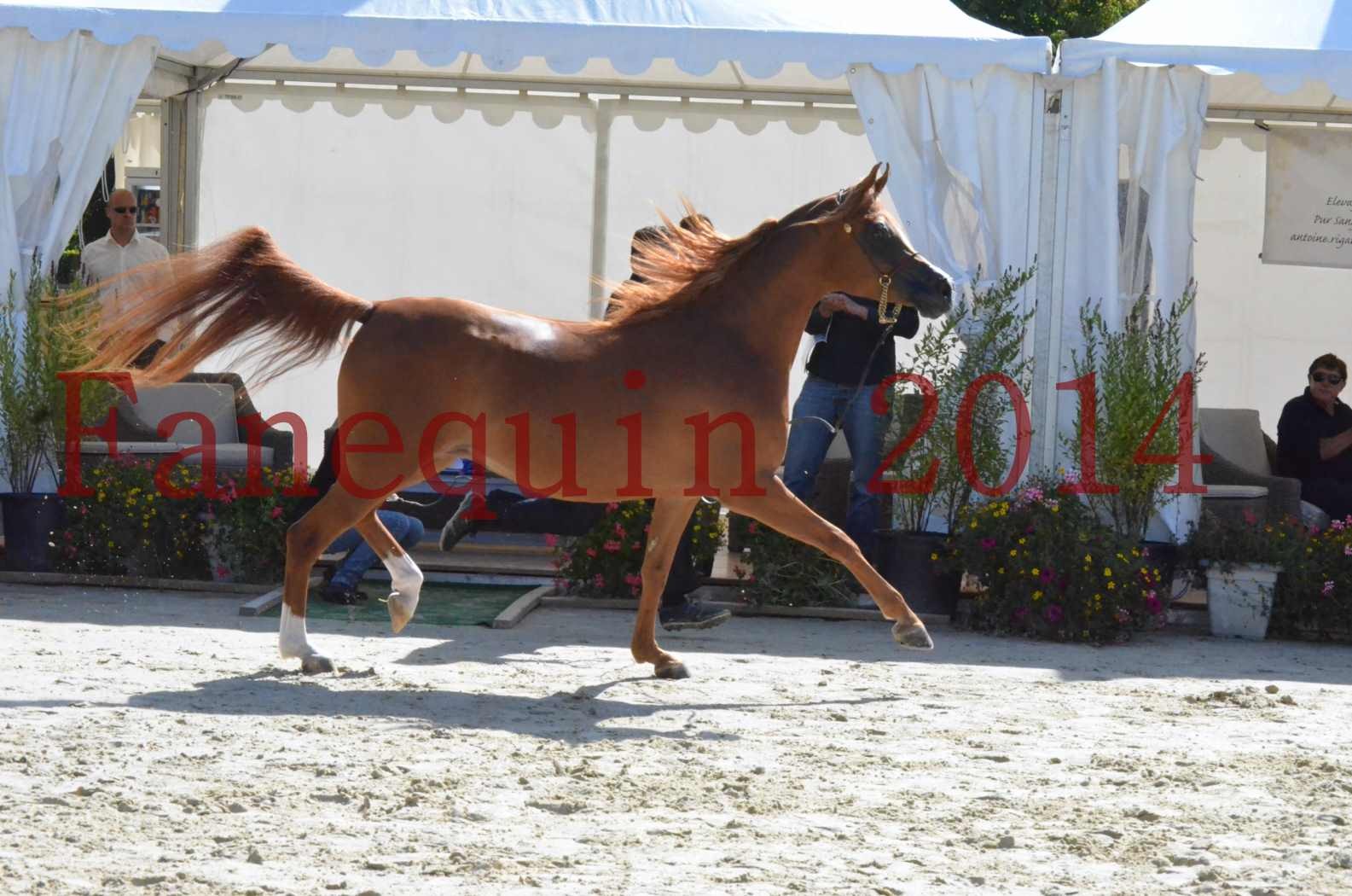 ﻿CHAMPIONNAT DE FRANCE 2014 A POMPADOUR - Sélection - KINSHASA JA - 47