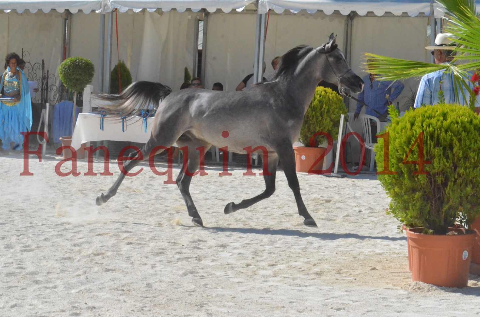 Concours National de Nîmes de chevaux ARABES 2014 - Championnat - JOSEPH'S BOUZIOLS - S 13