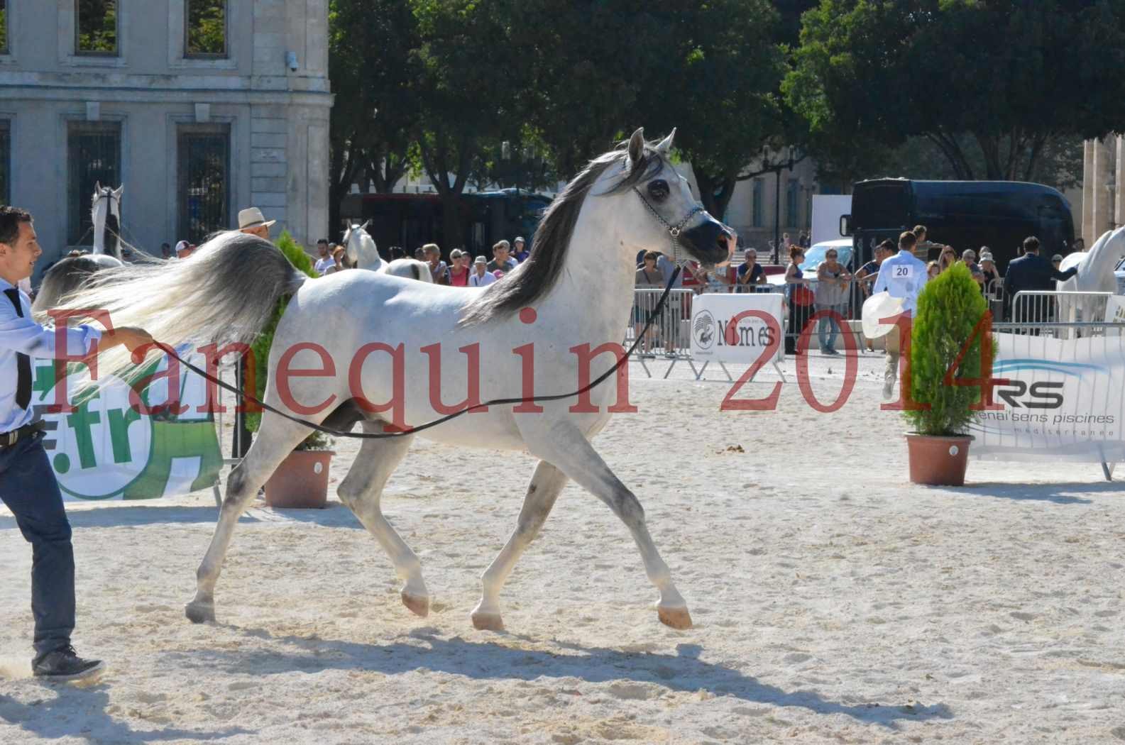 Concours National de Nîmes de chevaux ARABES 2014 - Championnat - SHAOLIN DE NEDJAIA - 35