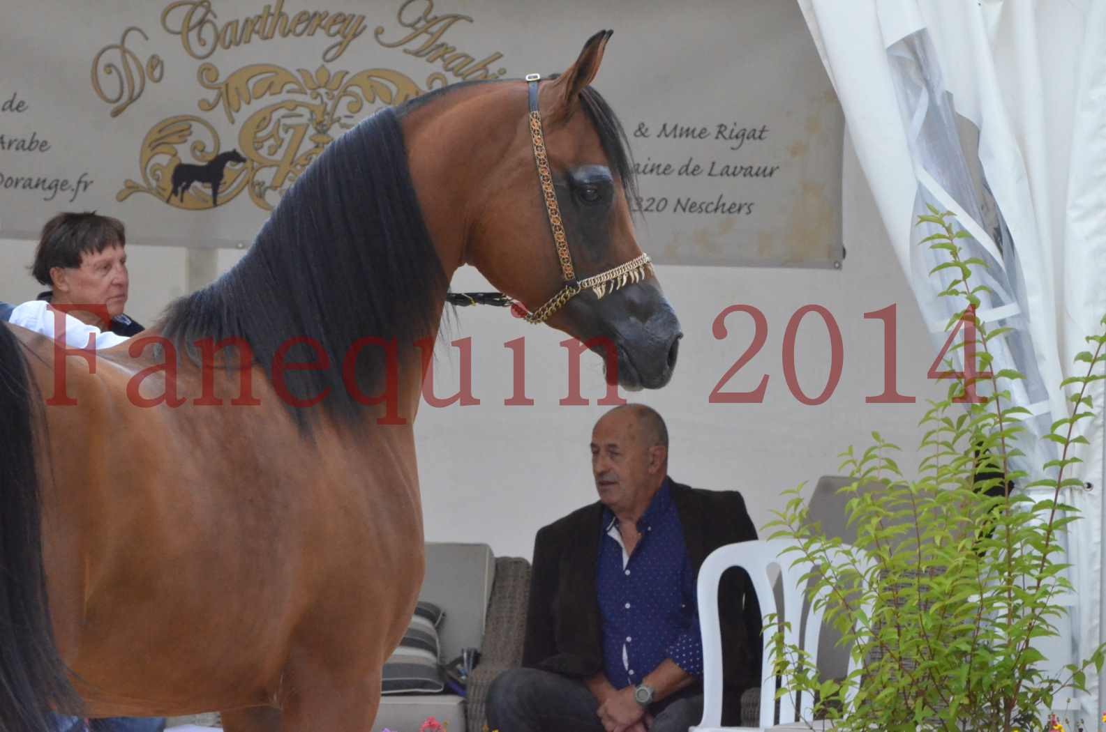 CHAMPIONNAT DE FRANCE 2014 A POMPADOUR - KOHINOUR DE CARTHEREY - 03