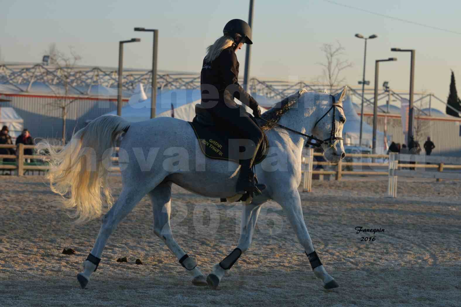 Cheval Passion 2016 - Présentation extérieure de chevaux Arabes montés - 15