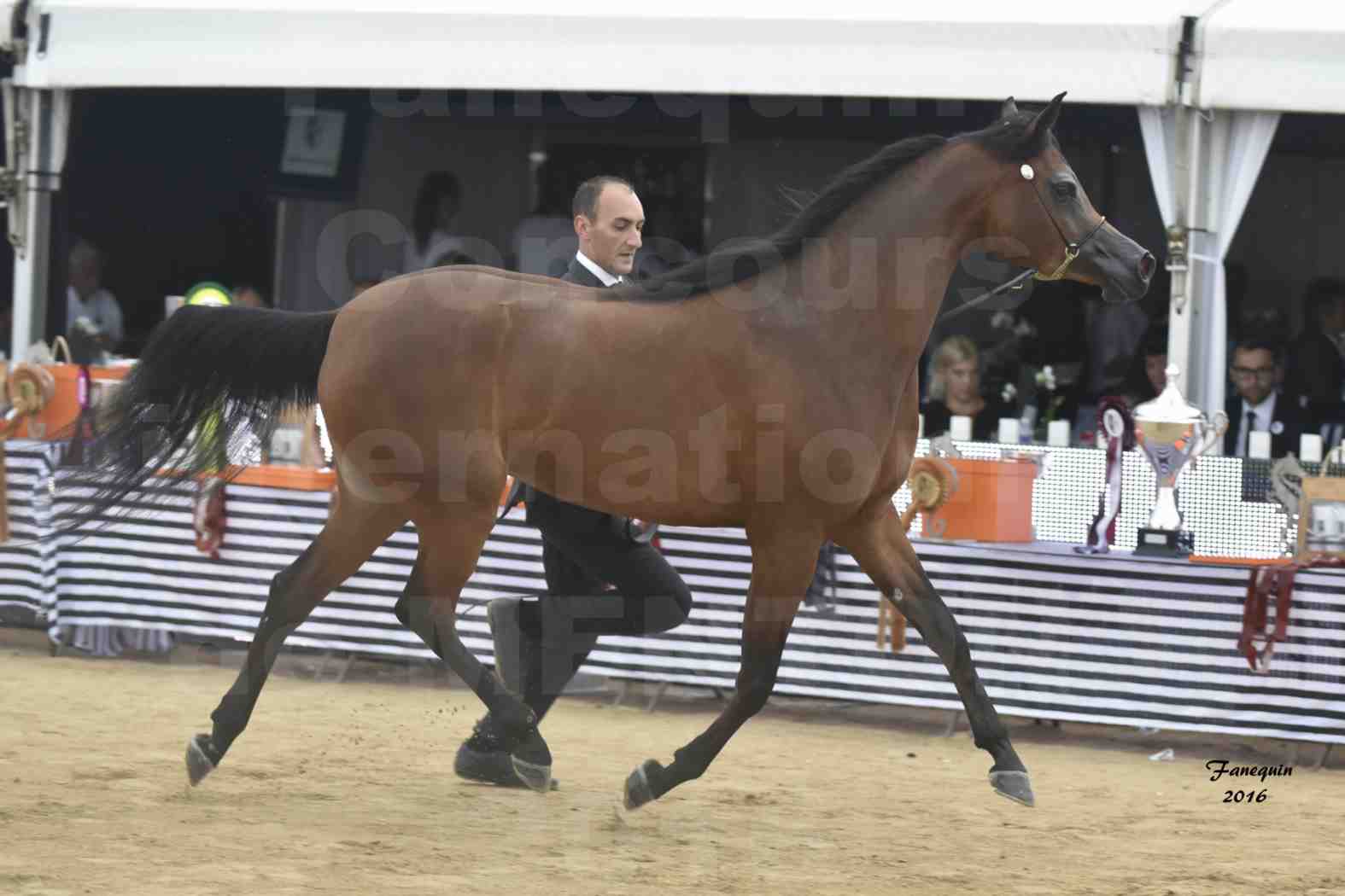 Championnat du Pur-Sang Arabe de la Méditerranée et des pays Arabes - MENTON 2016 - GHAZALAH AL AALYA - Notre Sélection - 7