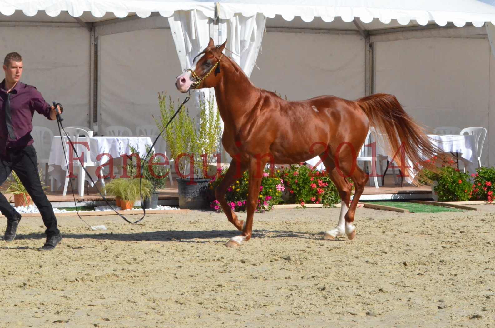 Championnat de FRANCE 2014 - Amateurs - SELECTO IBN SAMAWI - 055