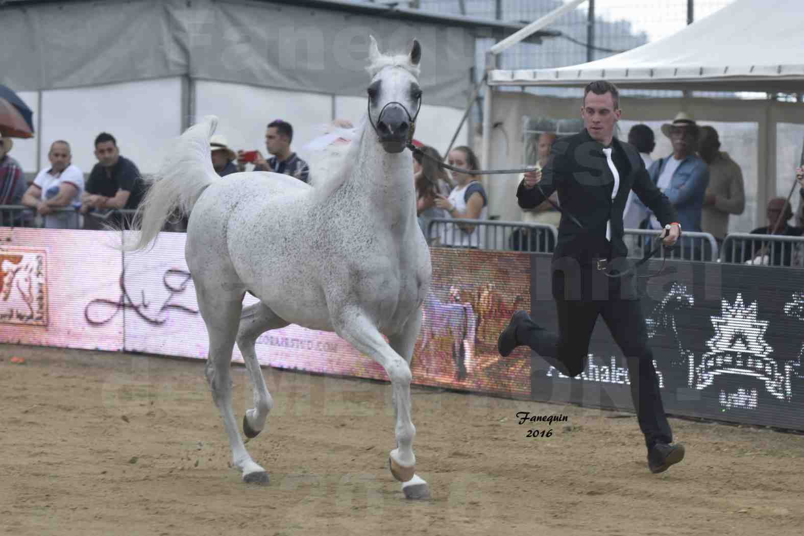 Championnat du pur-sang arabe de la Méditerranée et des pays arabes - MENTON 2016 - MAGIC MA CHERIE - Notre Sélection - 04