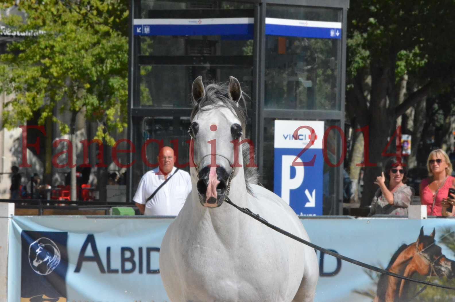 Concours National de Nîmes de chevaux ARABES 2014 - Sélection - SHAOLIN DE NEDJAIA - 48