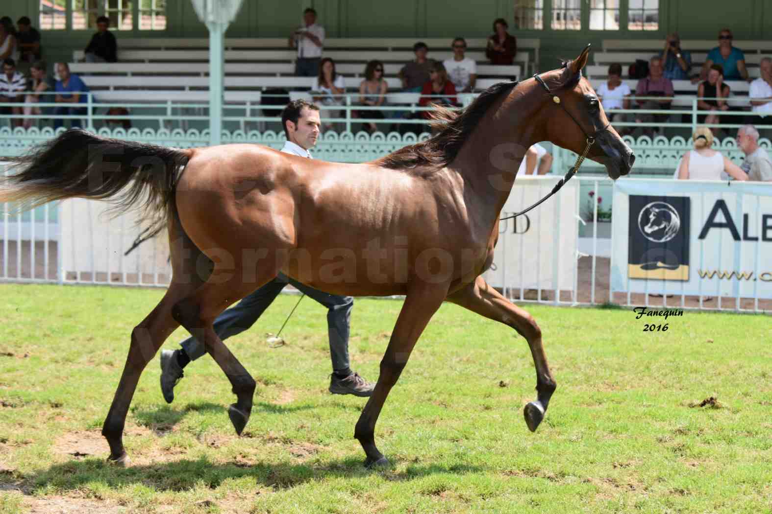 International Arabian Horse Show B de VICHY 2016 - ASRAR MS - Notre Sélection - 1