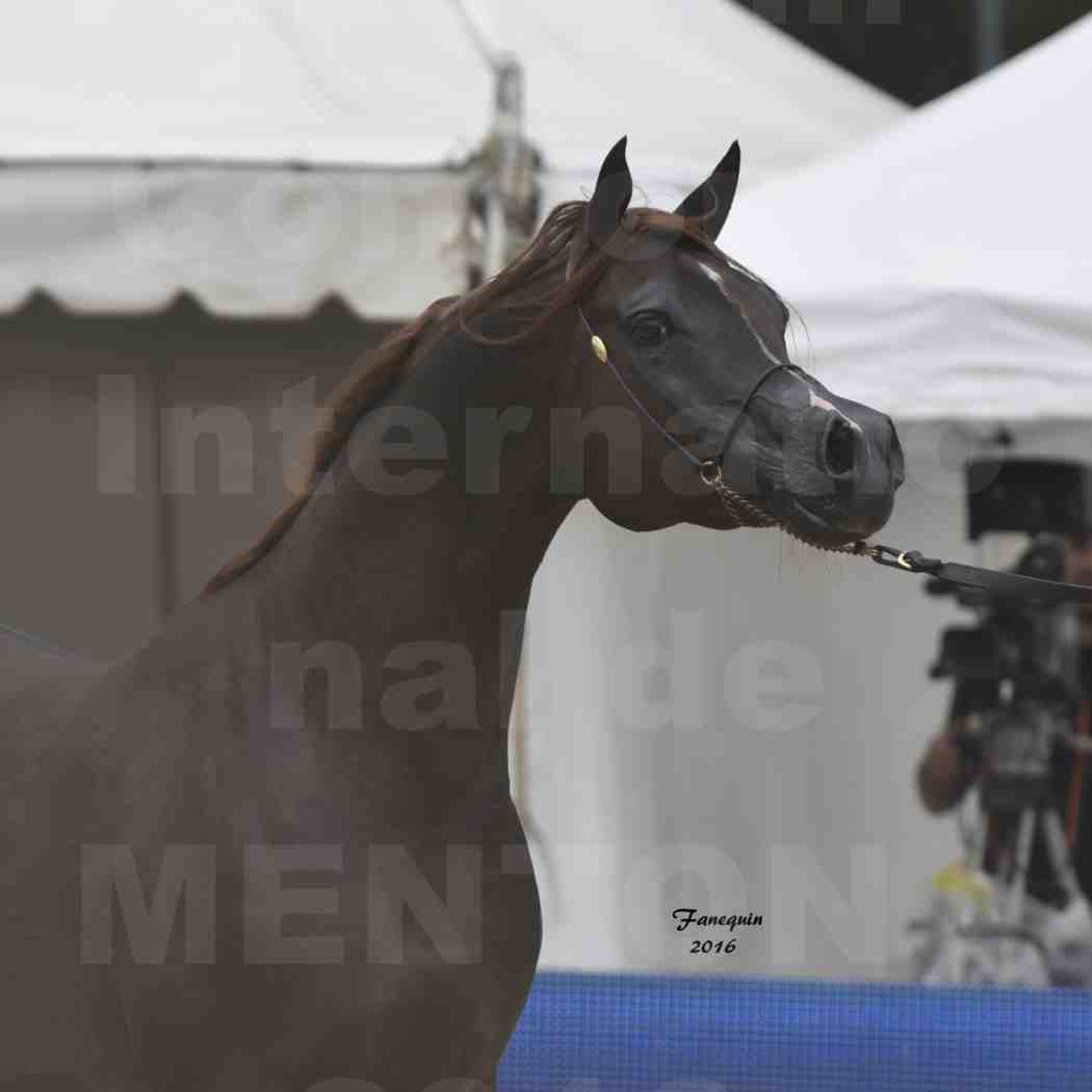 Championnat du pur-sang arabe de la Méditerranée et des pays arabes - MENTON 2016 - IM BAYARD CATHARE - Notre Sélection - Portraits - 1