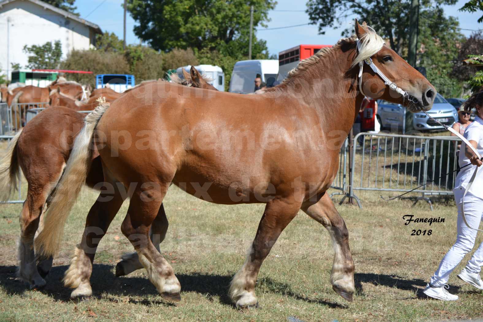 Concours départemental de chevaux de traits à GRAULHET en 2018 - Elevage POUJADE - Notre Sélection - 13