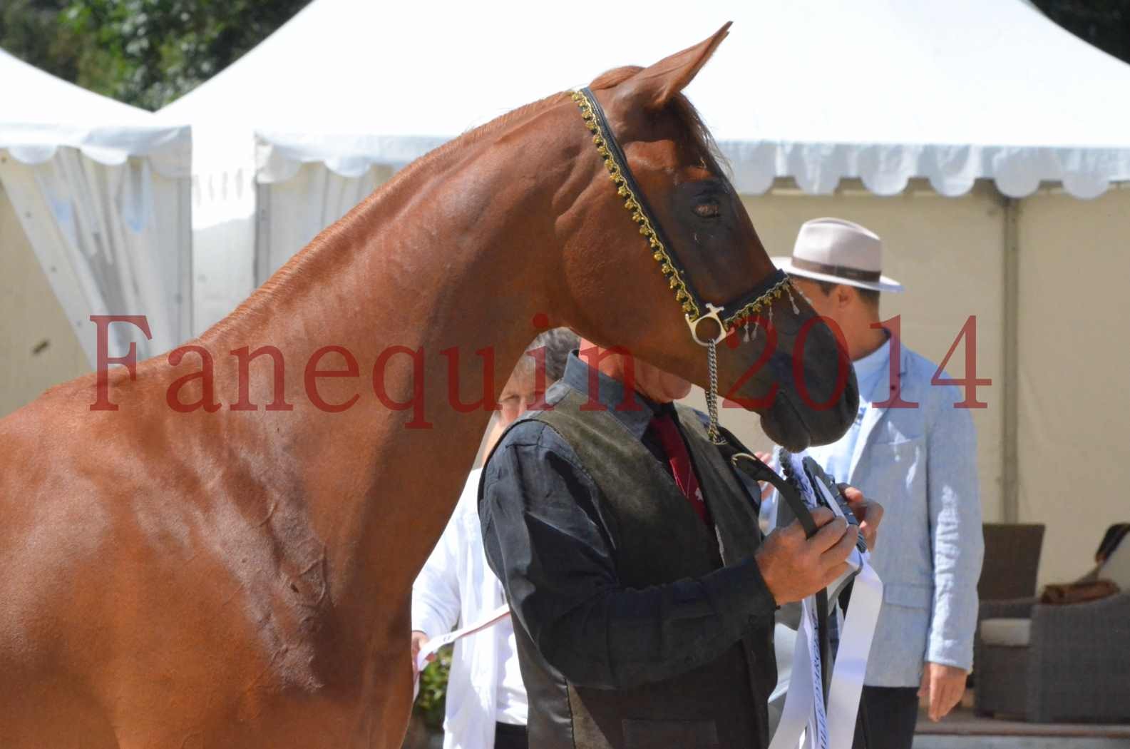 Championnat de FRANCE 2014 - Amateurs - SH CALLAS BINT ARMANI - 59