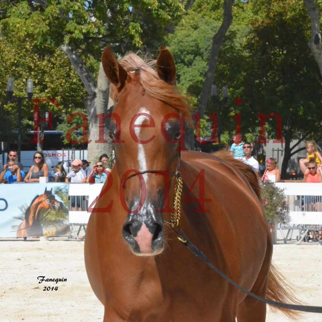 Concours National de Nîmes de chevaux ARABES 2014 - Notre Sélection - Portraits - MASSAI DE BARREL - 2