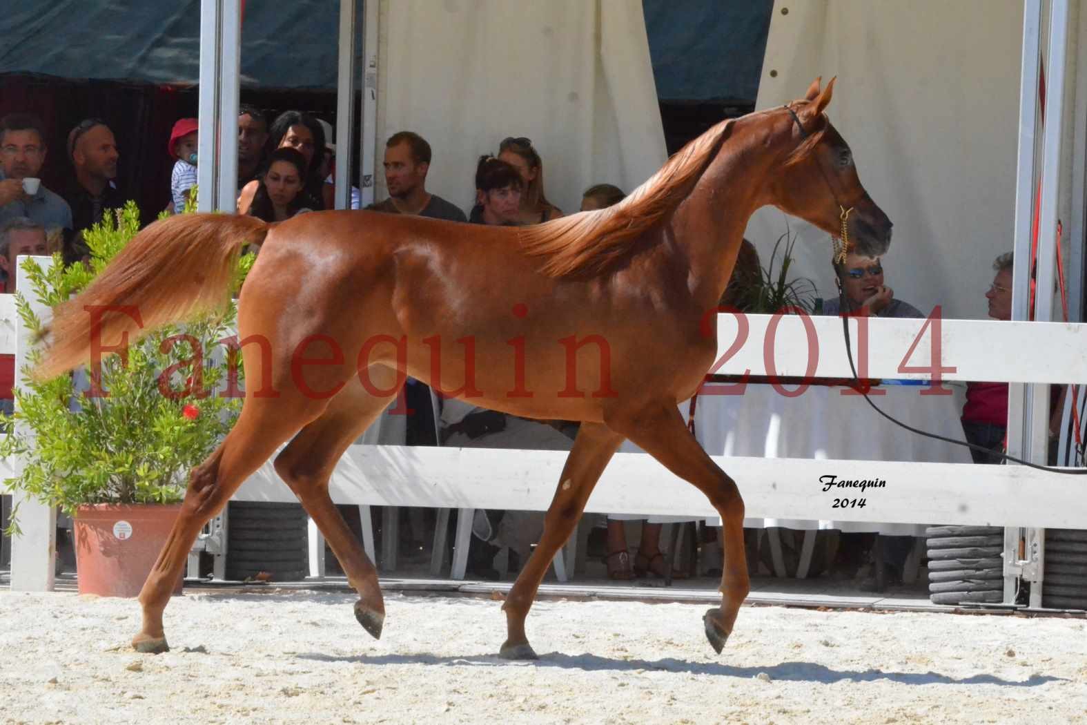 Concours National de Nîmes de chevaux ARABES 2014 - TALISMA KALLISTE - 4