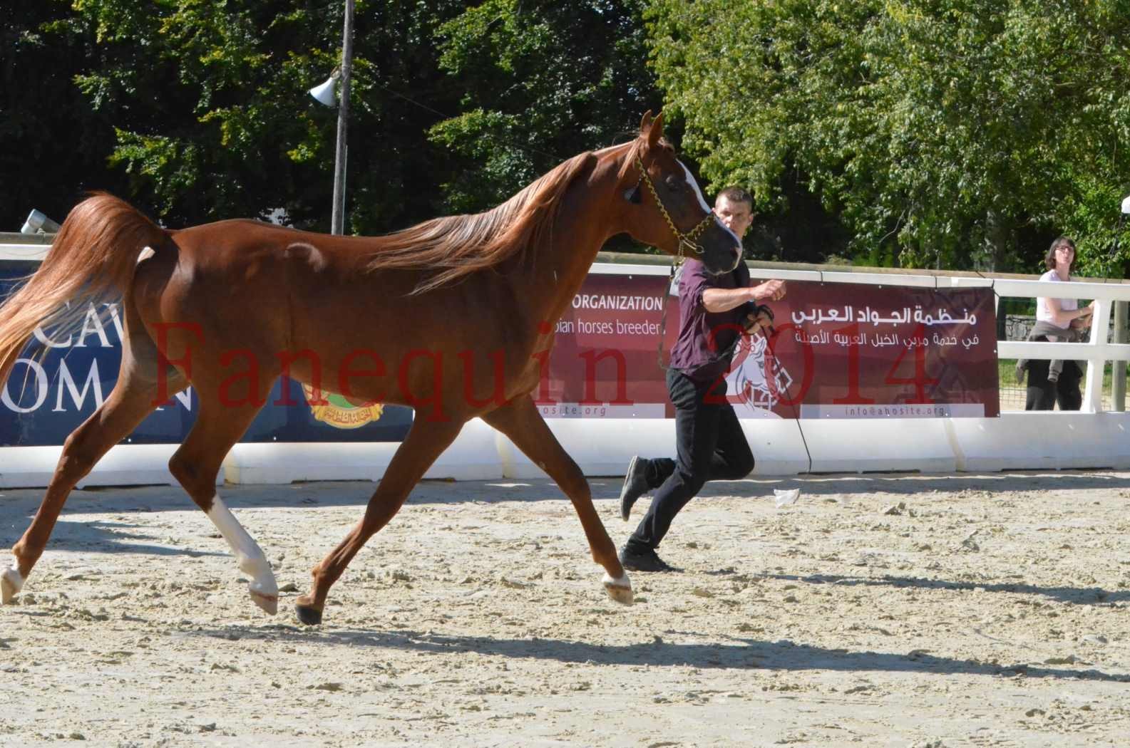 Championnat de FRANCE 2014 - Amateurs - SELECTO IBN SAMAWI - 035