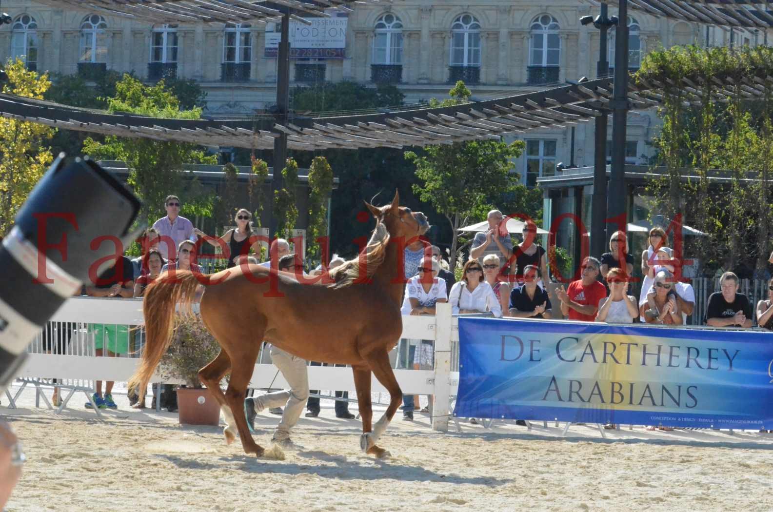 Concours National de Nîmes de chevaux ARABES 2014 - Championnat - MASSAI DE BARREL - 07