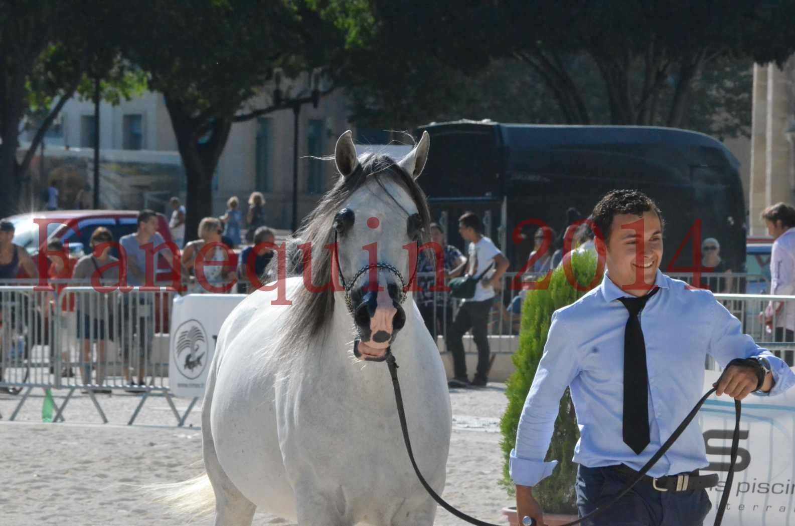 Concours National de Nîmes de chevaux ARABES 2014 - Championnat - SHAOLIN DE NEDJAIA - 39